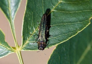 Cover photo for Emerald Ash Borer: Treatment Options Exist for People Wanting to Save Trees