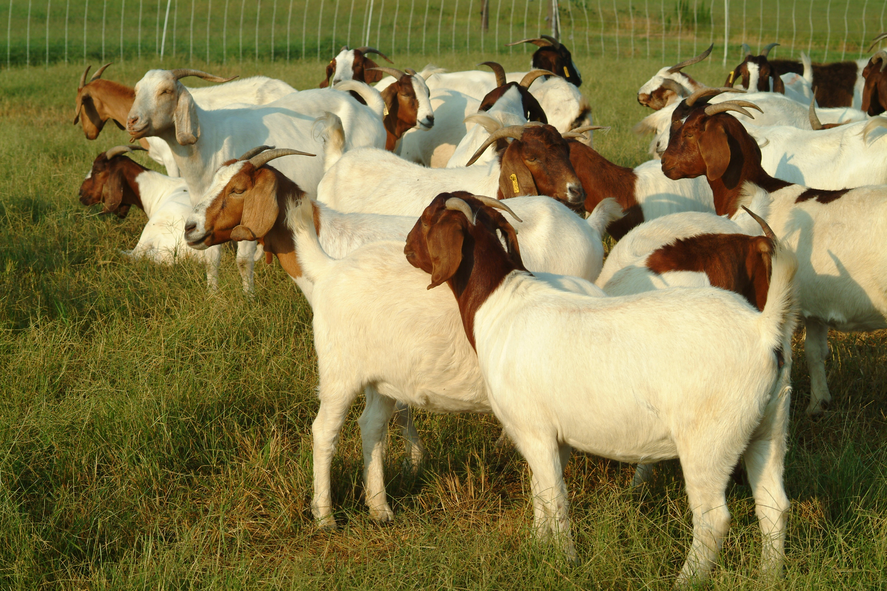 herd of goats