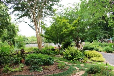 Trees in a garden