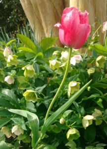 Tulip image