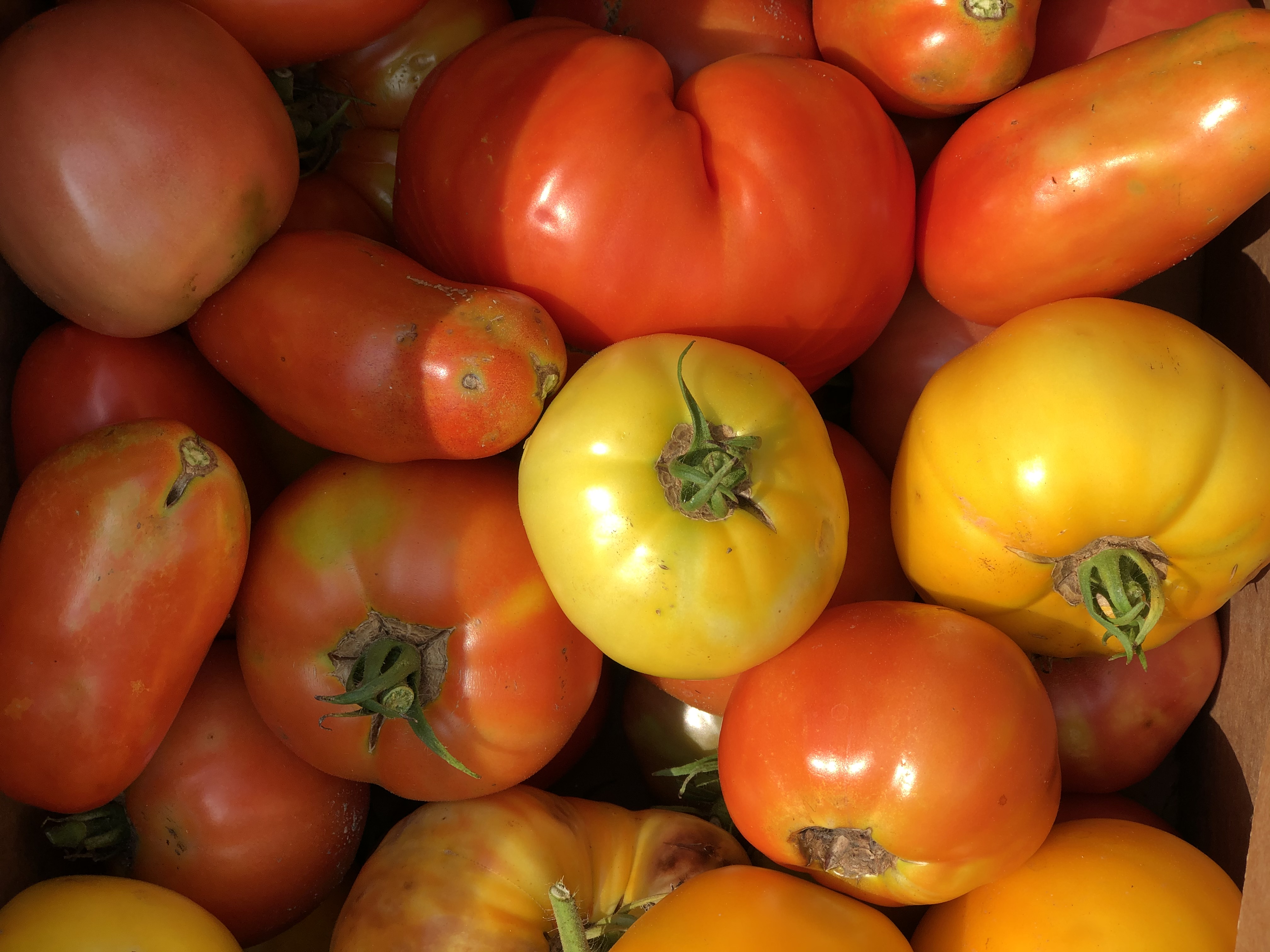 A box of mixed tomato varieties. Photo: Celine Richard