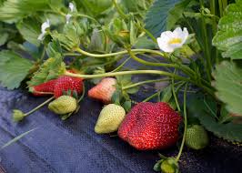 Cover photo for It's Strawberry Season!