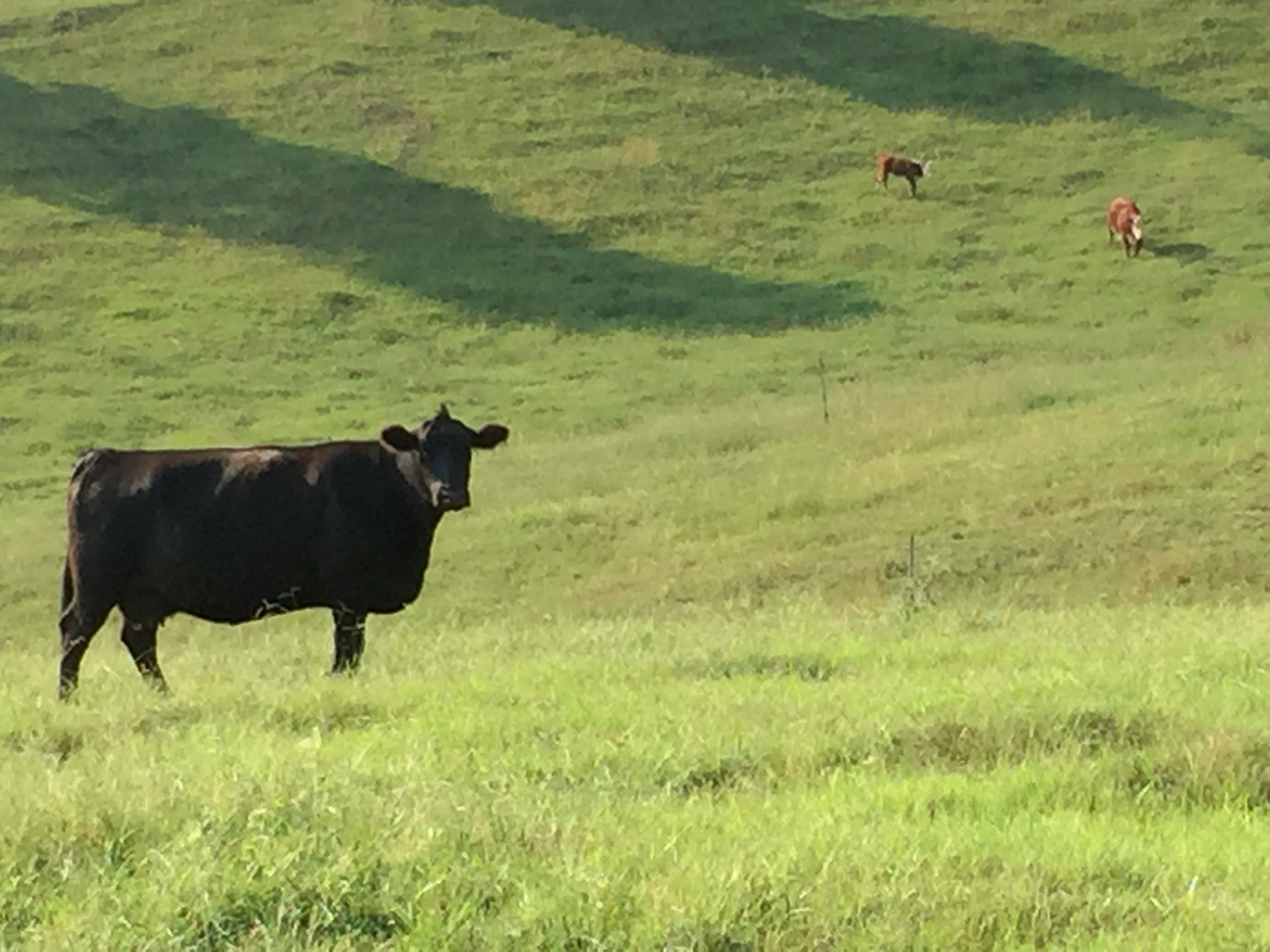 Angus Hereford