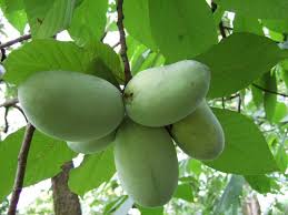 Image of pawpaws