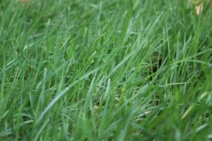 Grass in a lawn