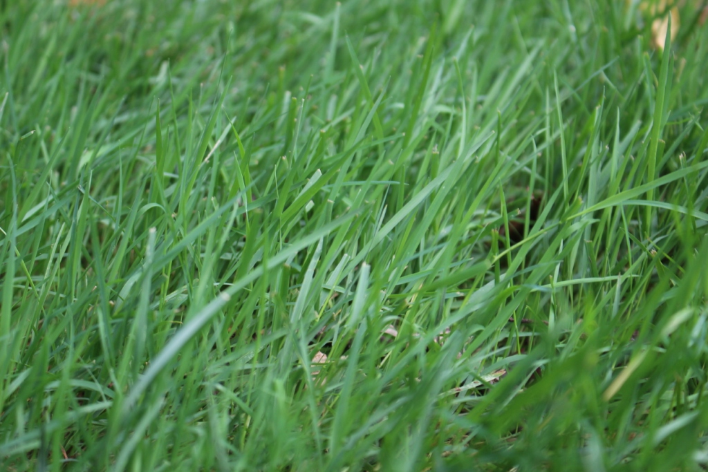 Grass in a lawn