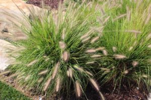 Image of ornamental grass