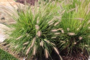 Grasses for Your Lawn and Beyond | North Carolina Cooperative Extension