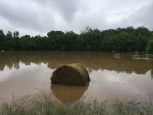 Hay in flooded area