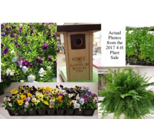 Pictures of plants from 2017