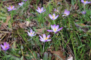 Crocus blooming in spring