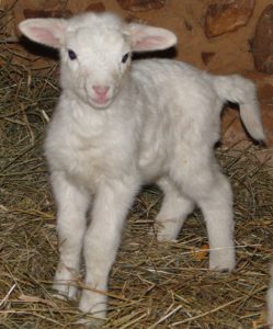 lamb