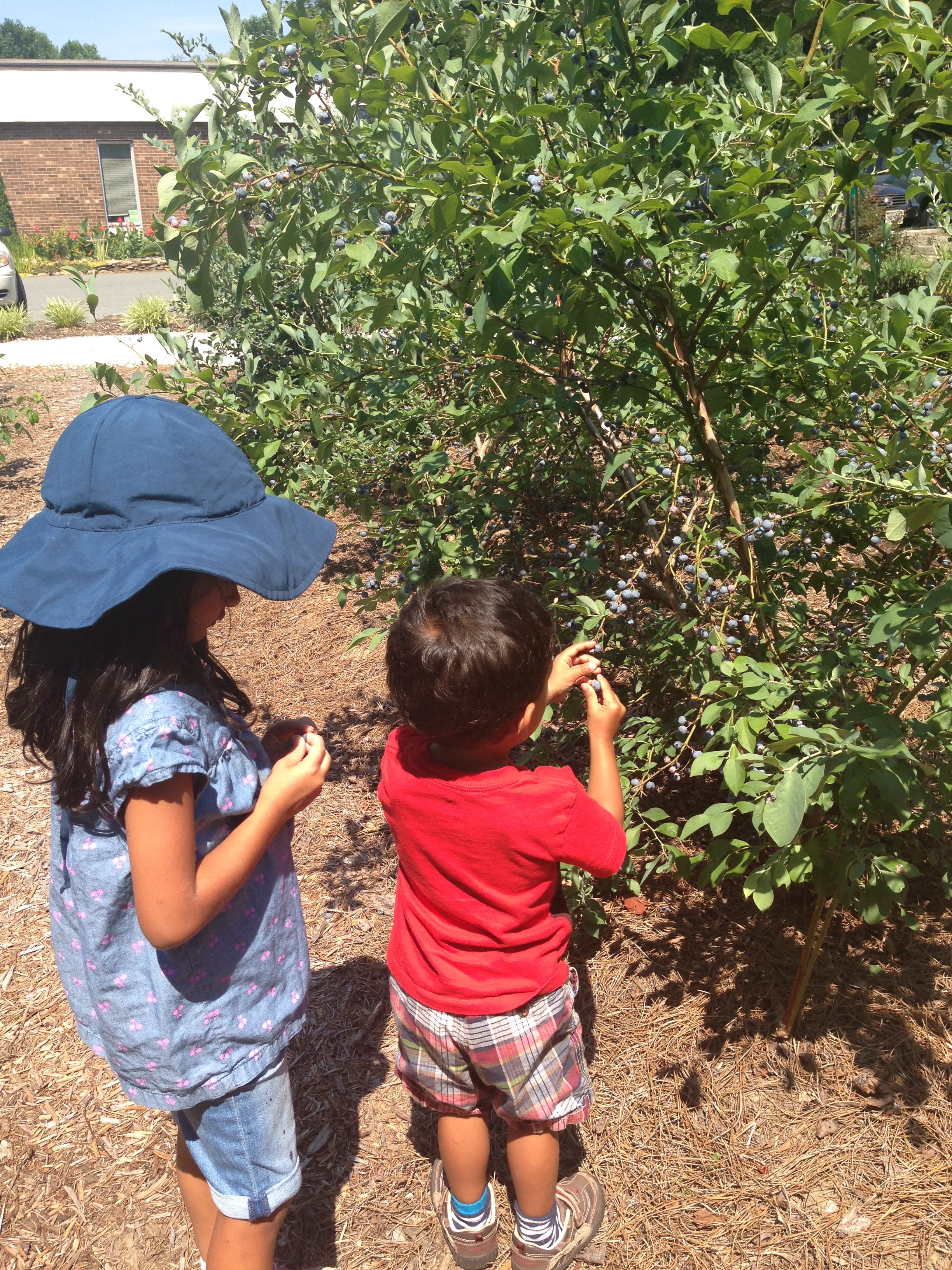 Image of kids picking blueberries