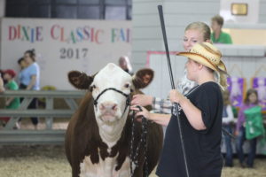 4-H kid showing a cow