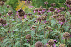 Bees on bee balm 