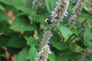 Bee activity on Agastache.