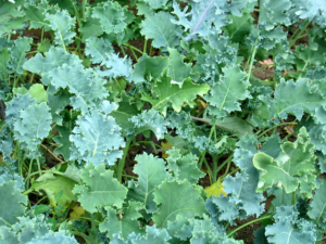 Kale