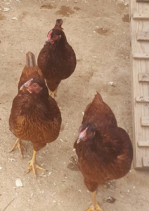 Cover photo for Home Flock Series to Be Held Online
