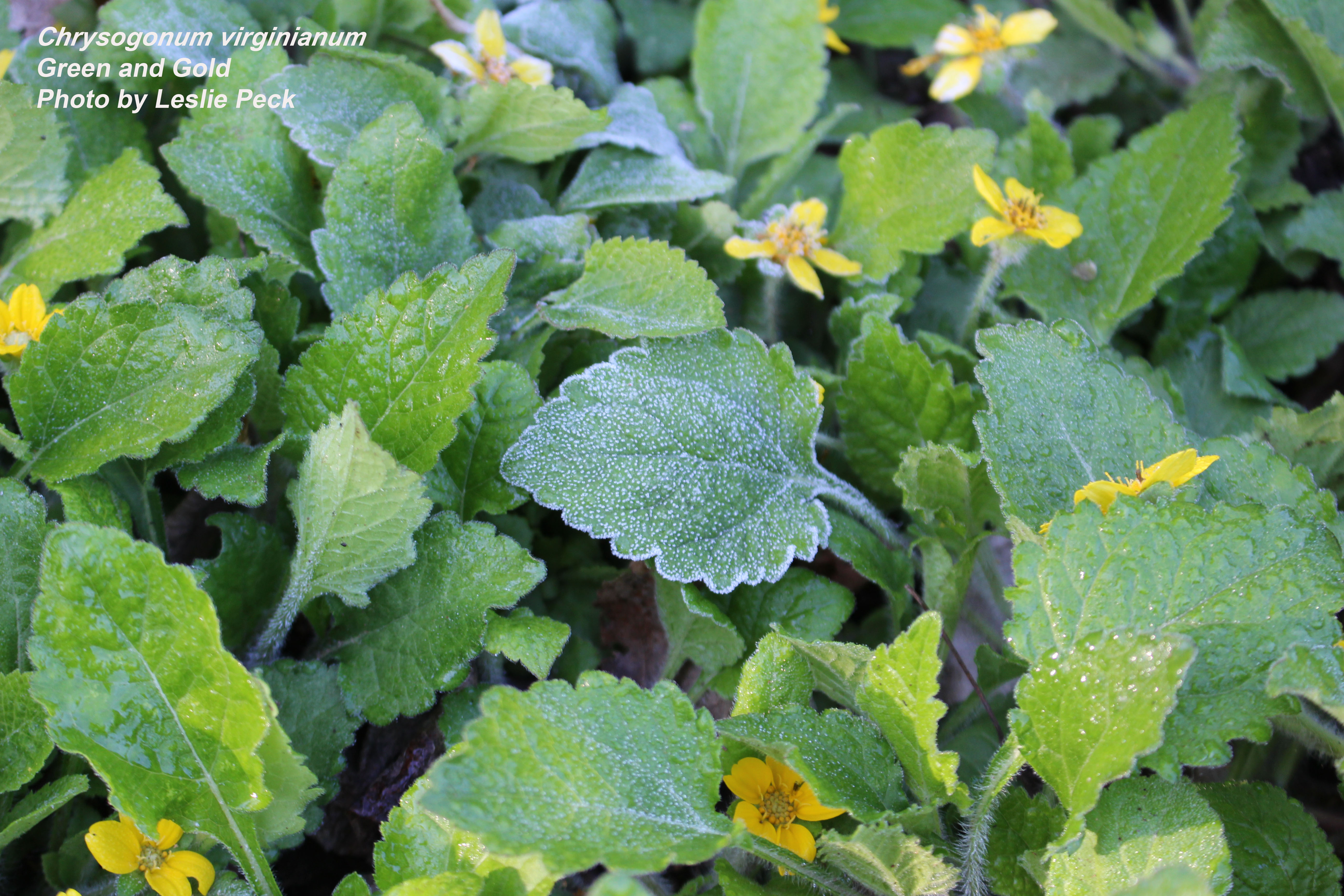 Frost on green and gold plant