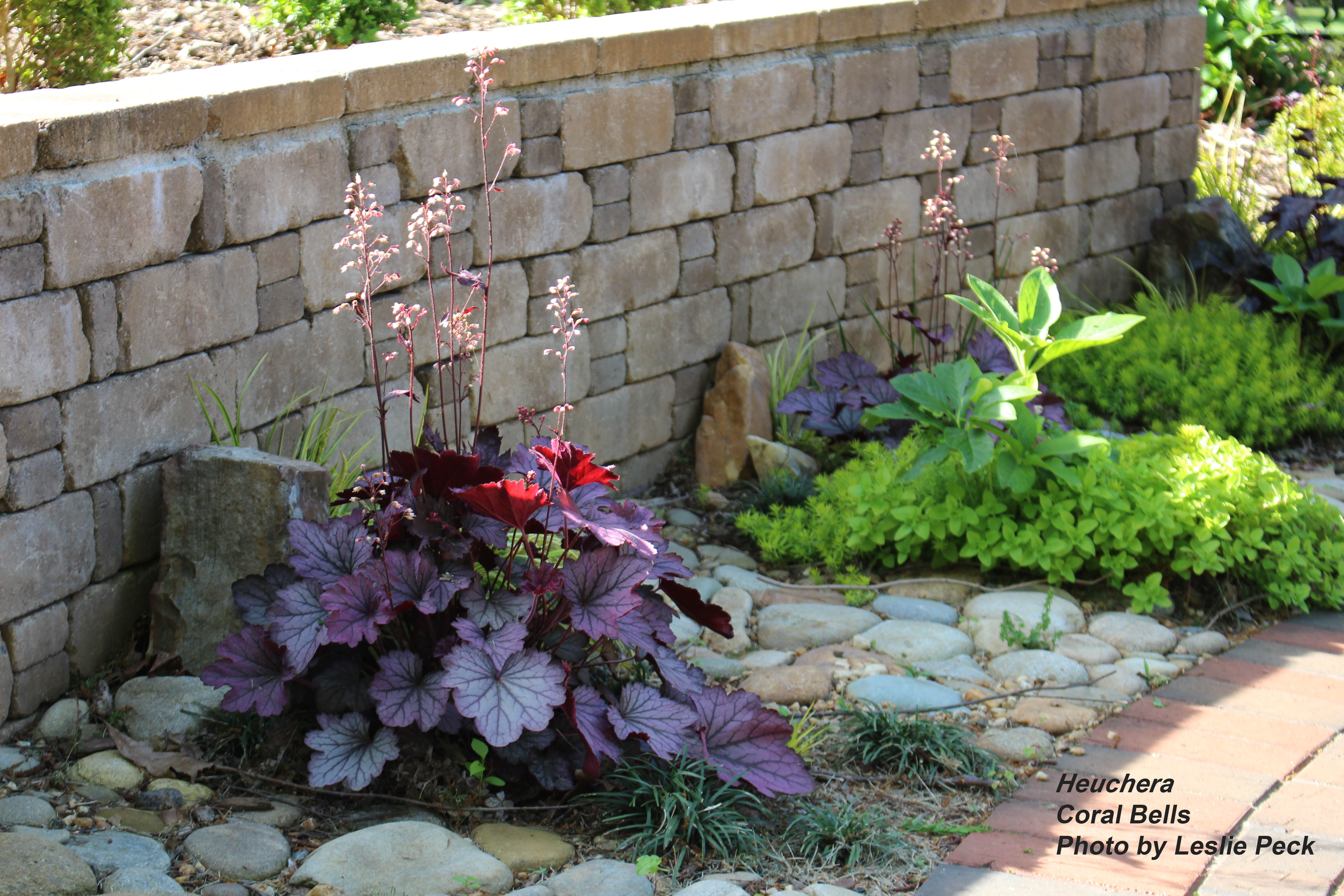 Plants and stone wall