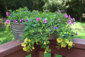 Flowers in a container