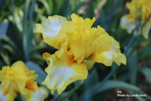 Yellow iris