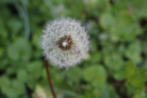 dandelion flower