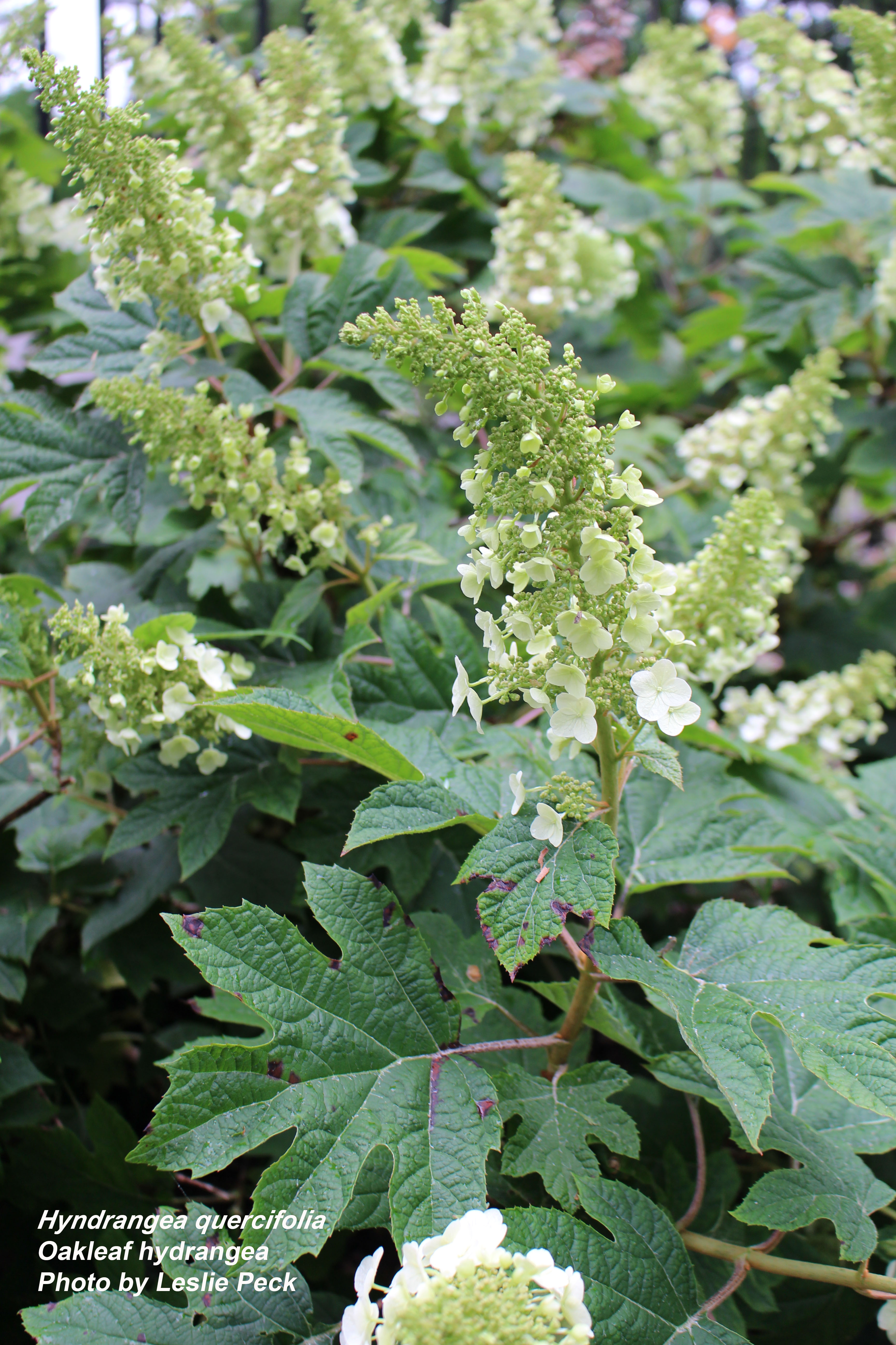 Oakleaf hydrangea