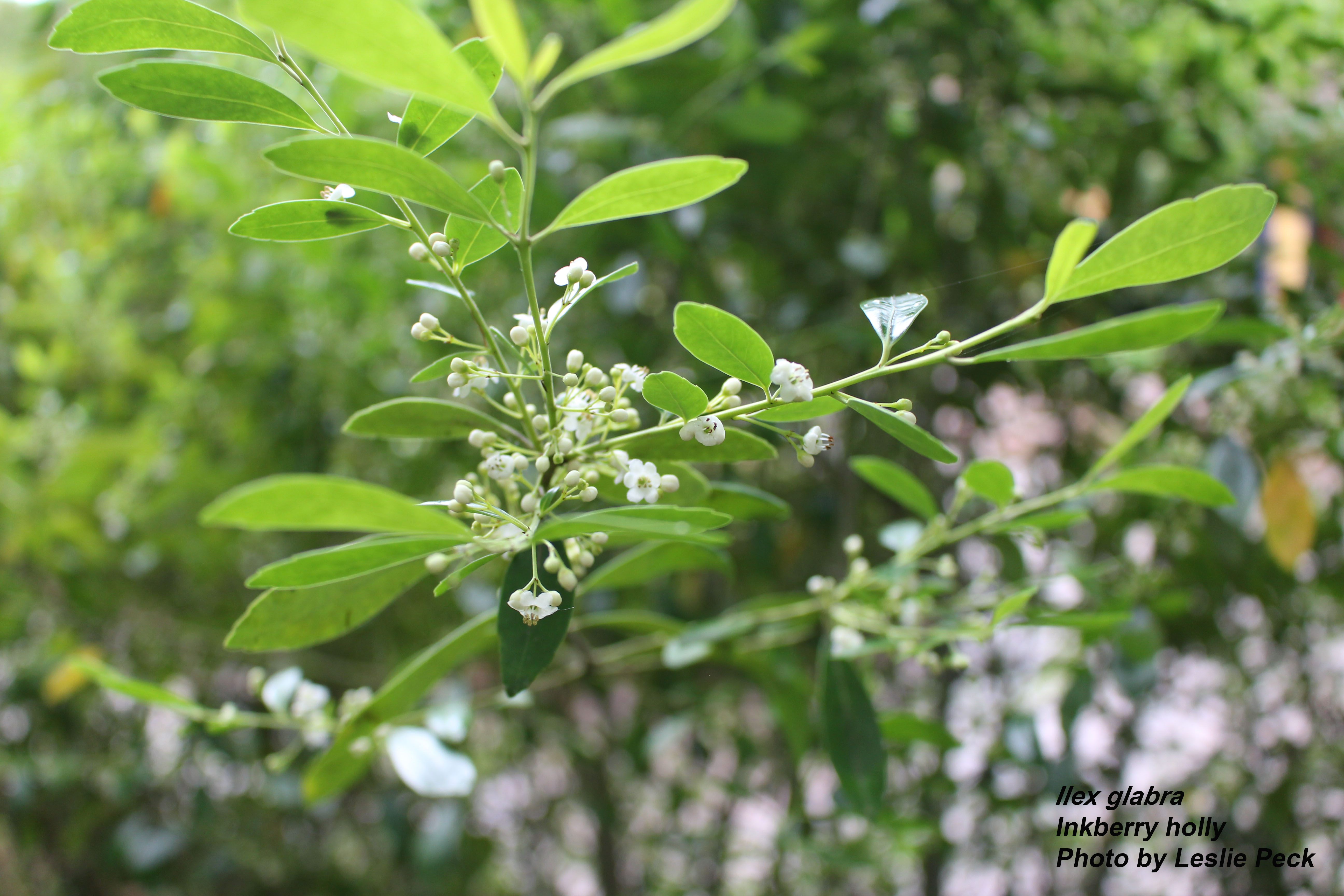 Inkberry holly
