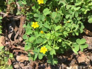 Yellow woodsorrel