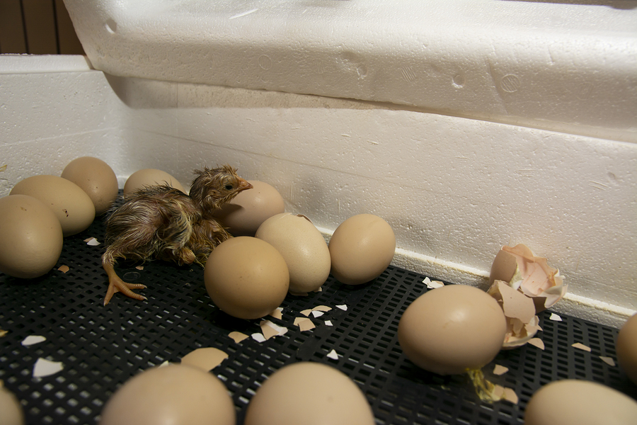 Chickens hatched in an incubator