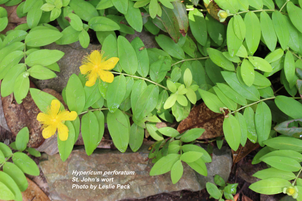 St. John's wort flower