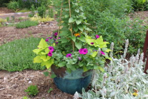 Plants growing in a pot