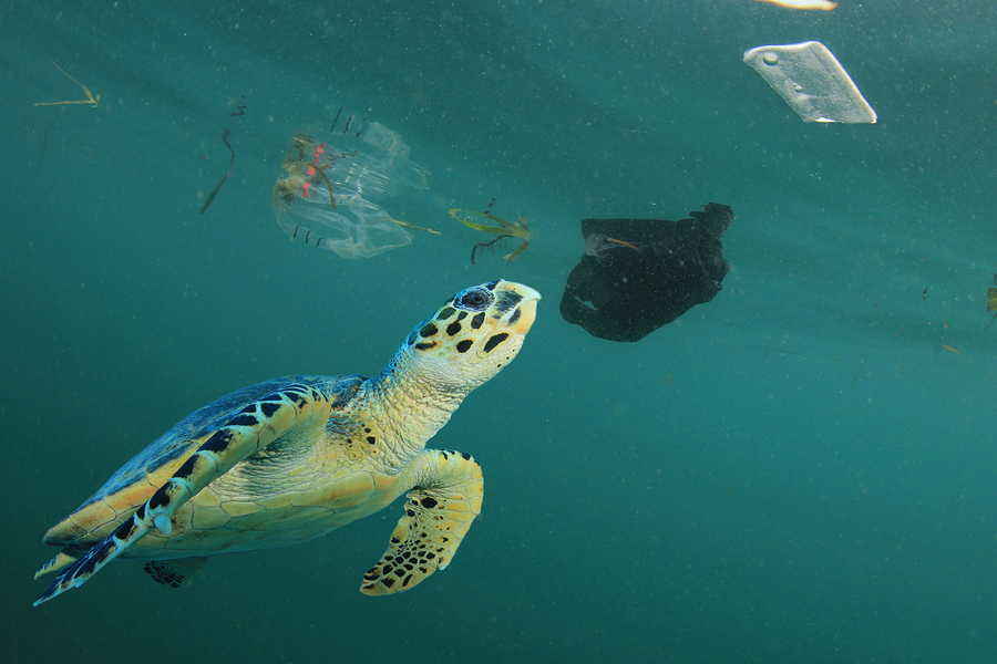 Sea turtle in polluted sea