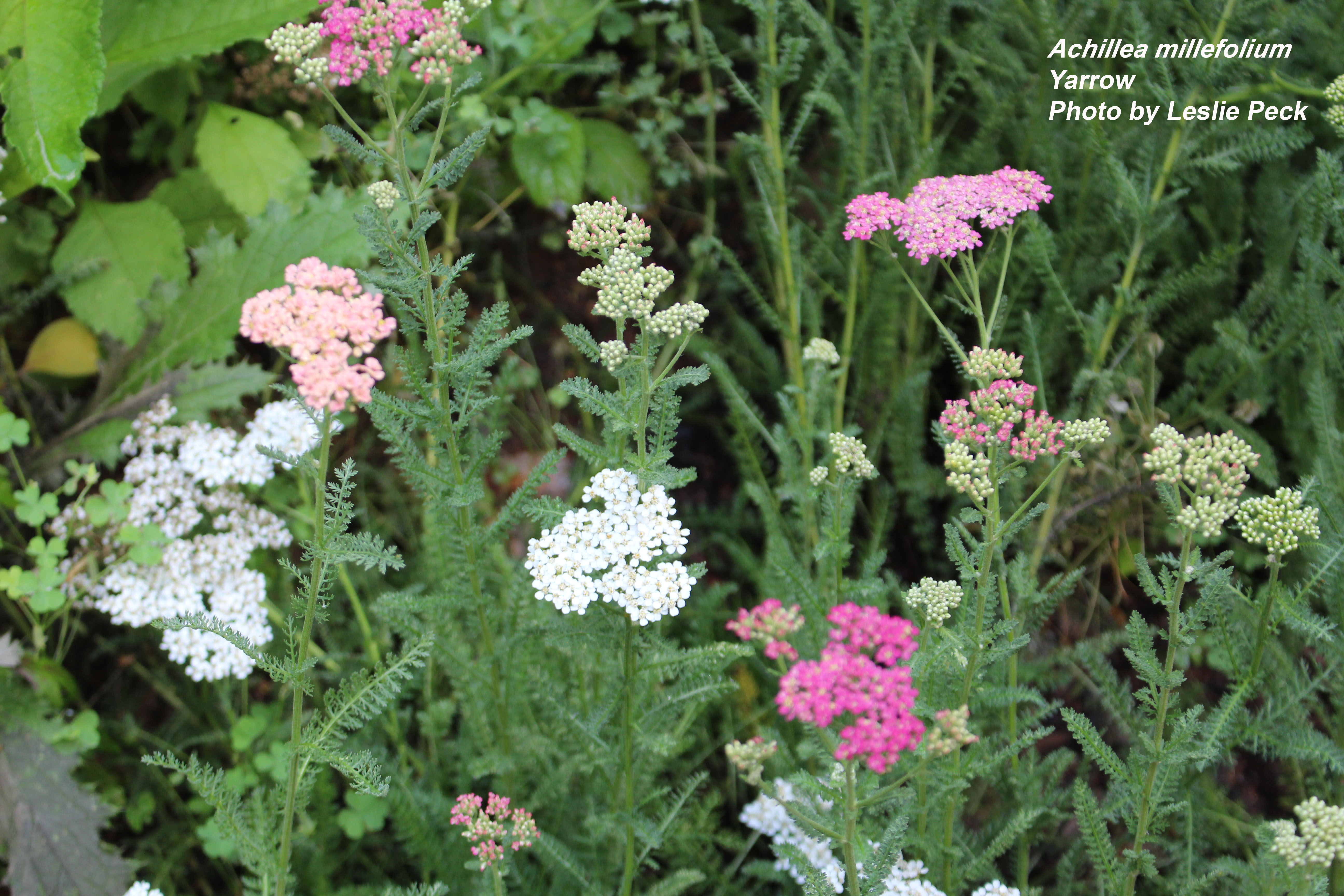Yarrow