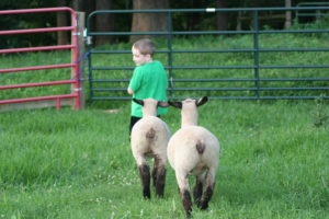 Boy with sheep
