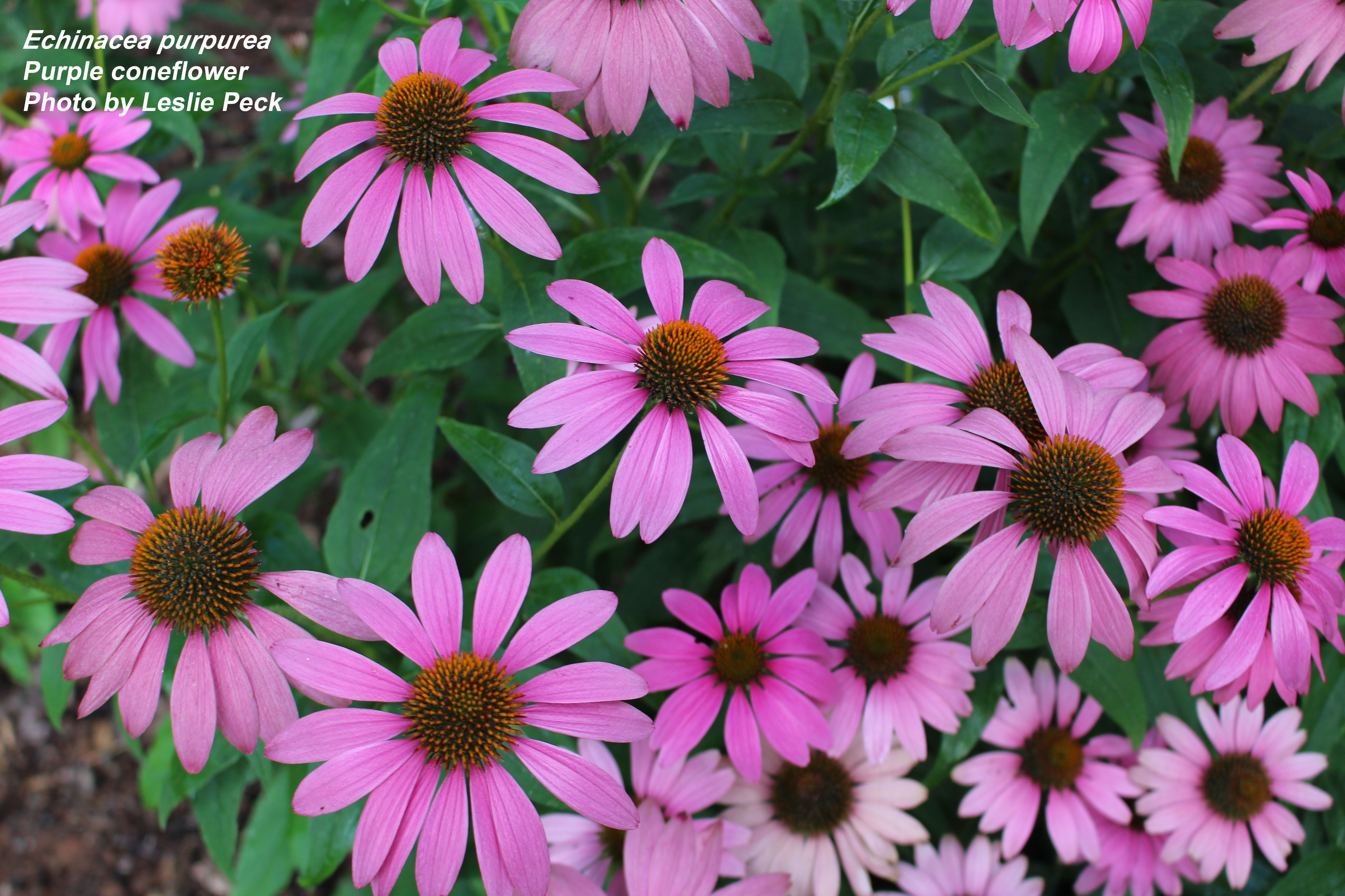 Purple coneflower