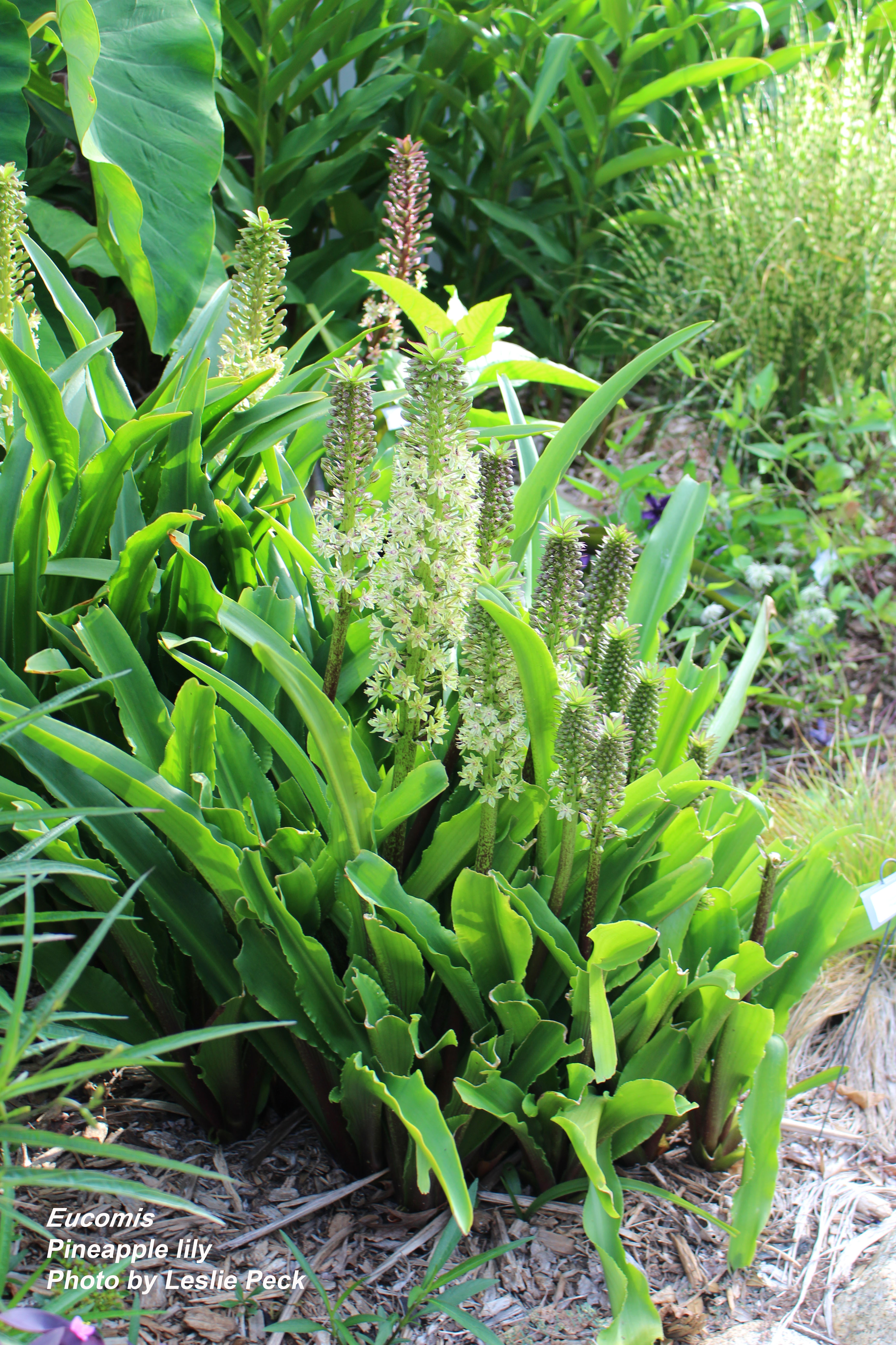 Pineapple lily