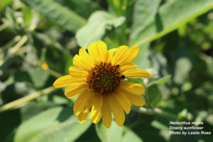 Cover photo for What's in Bloom - Week of July 30