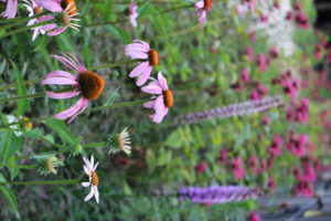 Variety of pink and purple flowers in garden