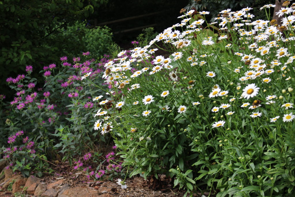 White and pink garden flowers