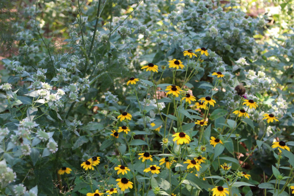 Yellow and white garden flowers