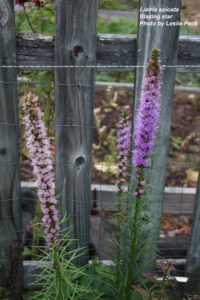 Cover photo for What's in Bloom - Week of July 9