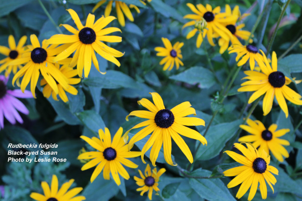 Black-eyed Susan