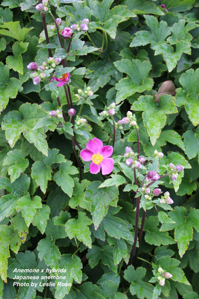 Japanese anemone