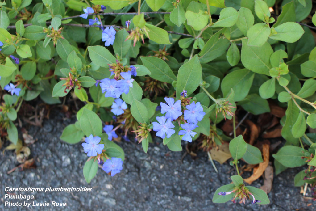 Plumbago