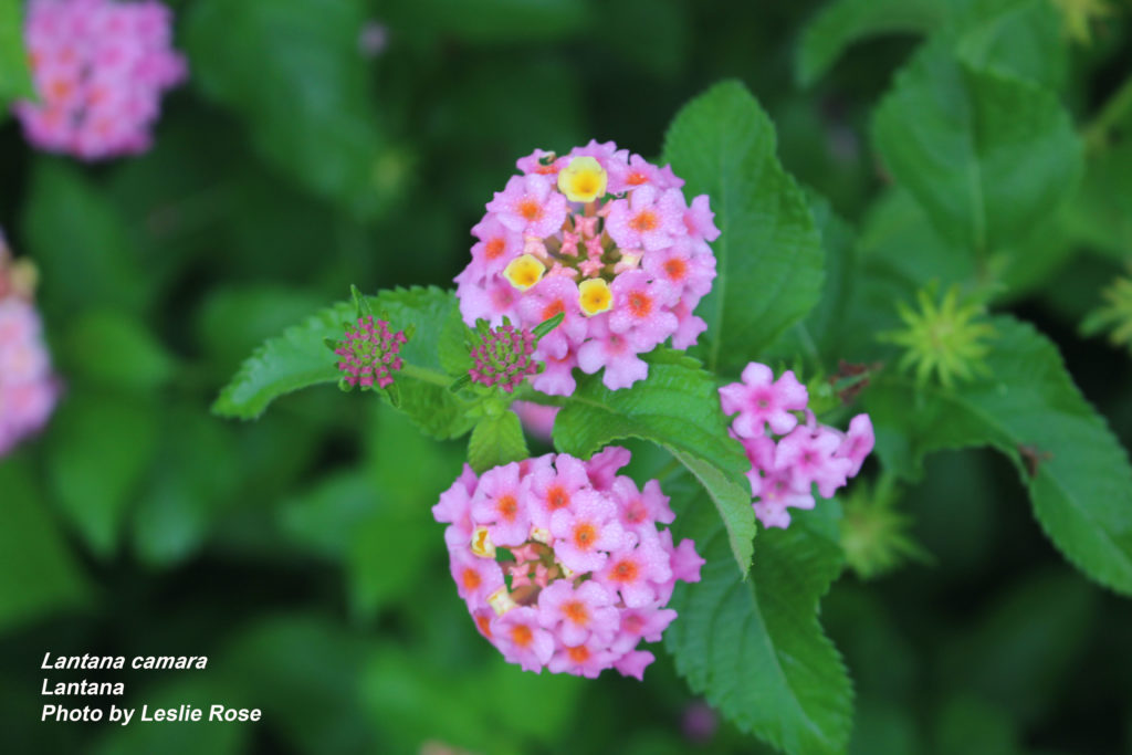 Lantana