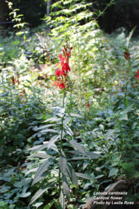 Cover photo for What's in Bloom in Forsyth County - Week of August 13