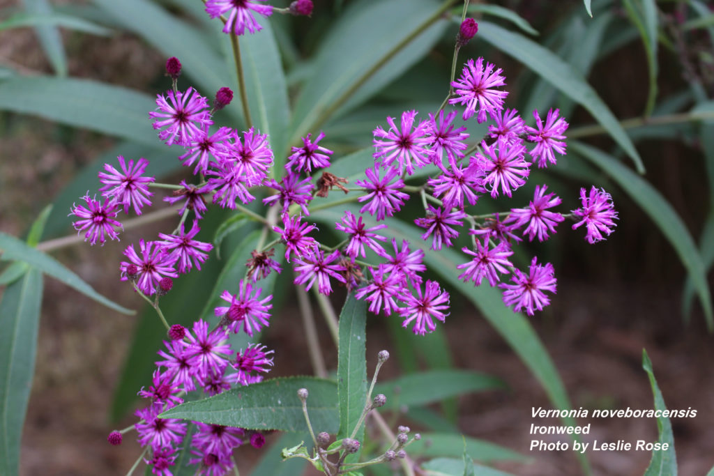 Ironweed