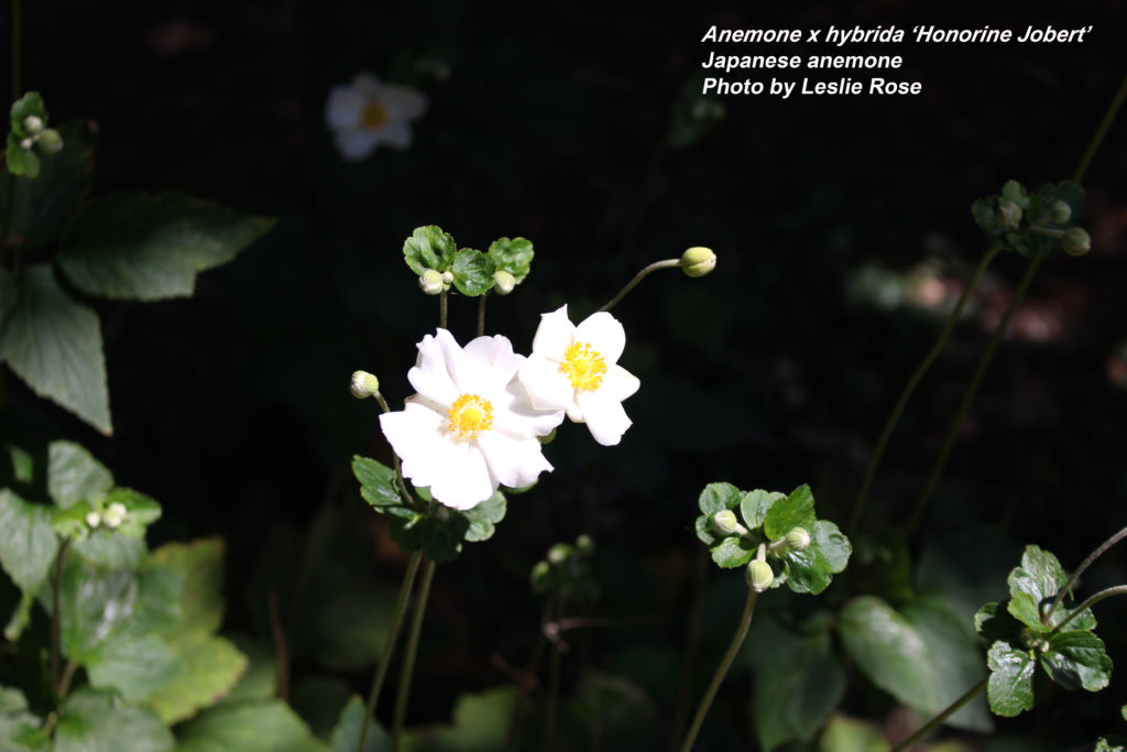 Anemone 'Honorine Jobert'